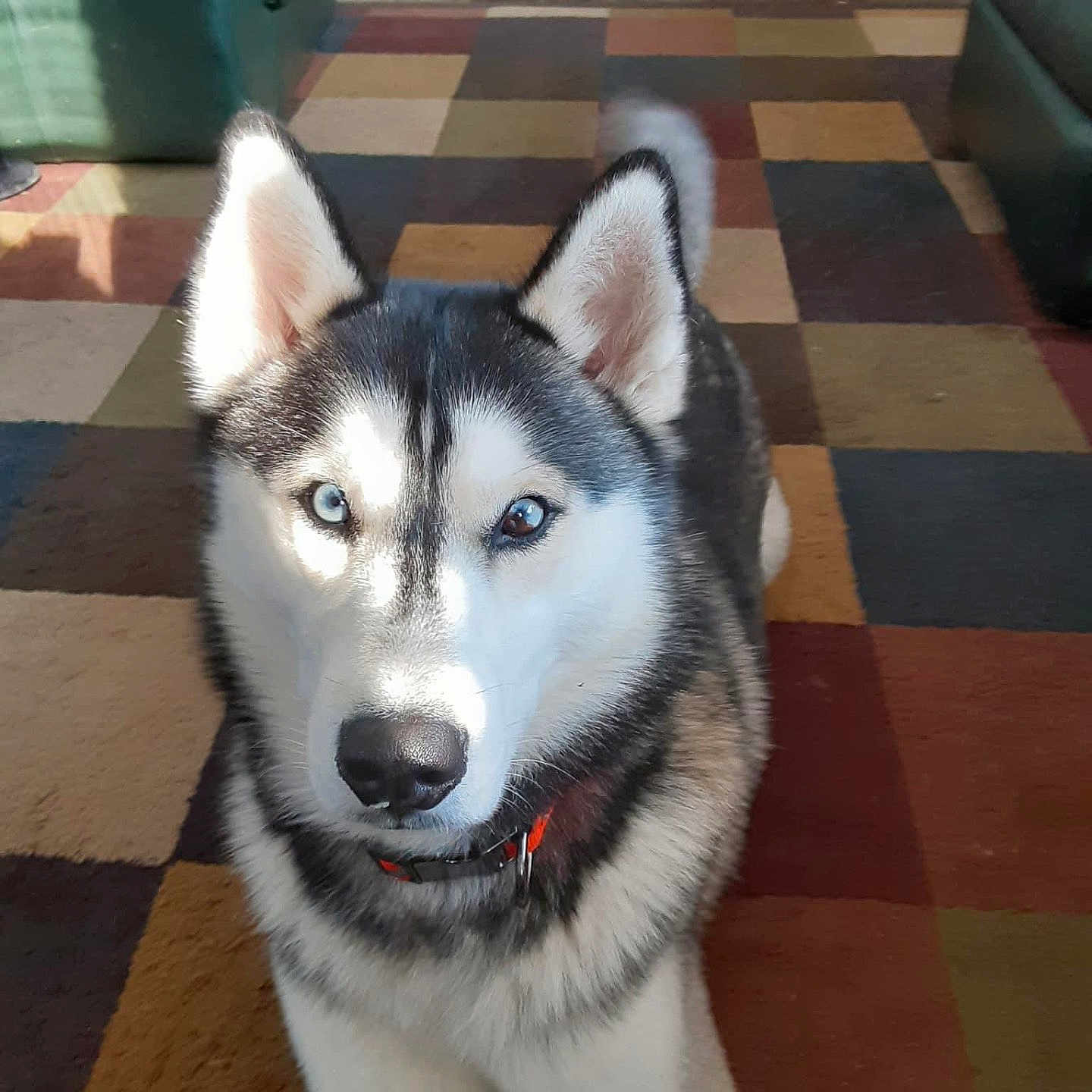 Chole is registered to the contest to win money with this photo: dog, siberian_husky, pet, animal, blue_eyes, fluffy, black_and_white, pointed_ears, curled_tail, collar, indoor, living_room, rug, patchwork, furniture, portrait, close_up, sitting, alert, photography