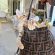 Simba is registered to the contest to win money with this photo: cat, claws, curious, cute, decor, fendi, furniture, handbag, indoor, kitten, living_room, luxury, orange_tabby, paws, person_hand, pet, playful, sofa, tail, tattoo