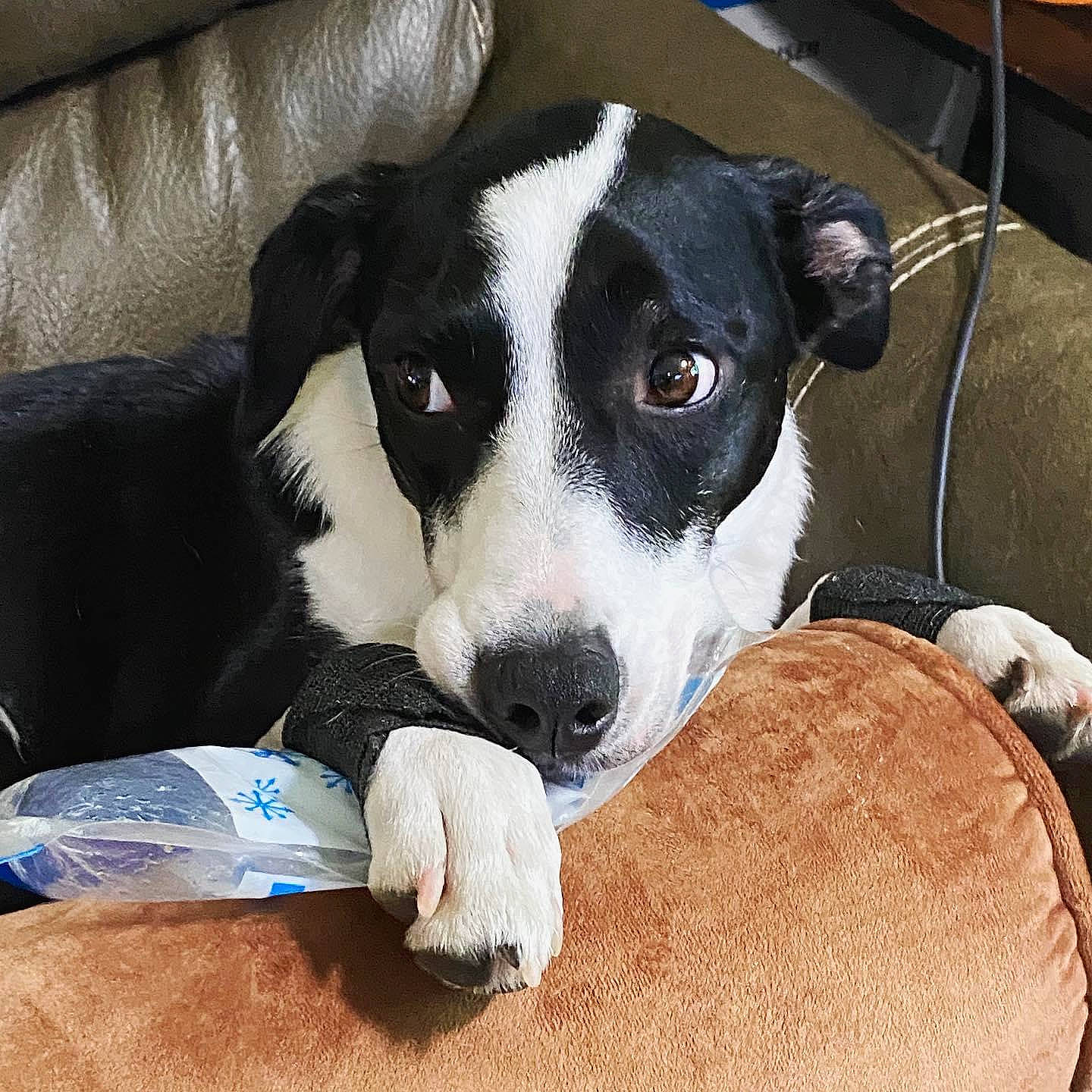 Ellie Piper joined the competition — help win amazing prizes! bottle, canidae, carnivore, comfort, companion_dog, couch, dog, dog_breed, dog_supply, dog_toy, paw, pet_supply, plastic_bottle, snout, sporting_group, vertebrate, water_bottle, whiskers, working_animal, working_dog