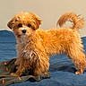 Milo a rejoint le concours — aidez-le/la à gagner de superbes lots ! dog, puppy, brown_fur, curly_fur, pet, indoor, bed, blanket, animal, canine, cute, small_dog, fur, tail, standing, looking_at_camera, domestic, companion, house, curious