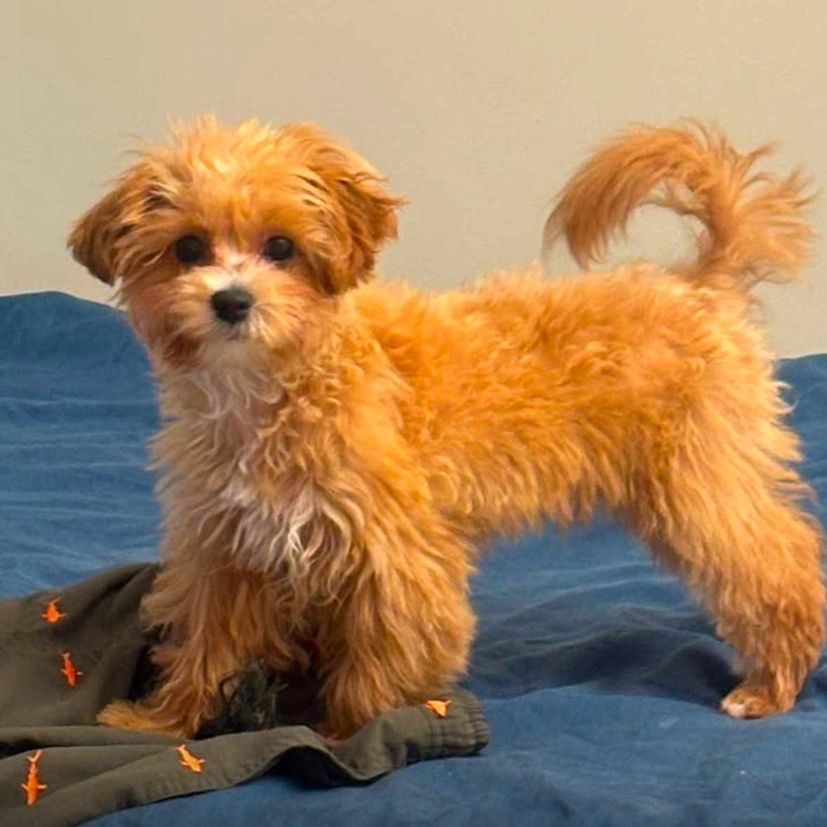 Milo a rejoint le concours — aidez-le/la à gagner de superbes lots ! dog, puppy, brown_fur, curly_fur, pet, indoor, bed, blanket, animal, canine, cute, small_dog, fur, tail, standing, looking_at_camera, domestic, companion, house, curious