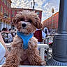 Milo participe au concours pour gagner de l'argent avec cette photo : dog, puppy, blue_harness, outdoor, cafe, table, buildings, sky, clouds, people, street, daytime, curious, fluffy, brown_fur, pet, urban, hand, sitting, closeup