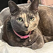 Monkey joined the competition — help win amazing prizes! cat, gray_cat, pet, collar, bell, indoor, cushion, white_cushion, quilted_bag, pink_bag, feline, relaxed, close_up, portrait, fur, whiskers, ears, green_eyes, resting, domestic_animal