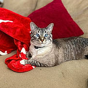 Merlin is registered to the contest to win money with this photo: cat, tabby_cat, blue_eyes, couch, red_blanket, red_pillow, indoor, pet, feline, relaxed, lying_down, cozy, domestic_animal, fur, whiskers, collar, home_interior, soft_texture, animal_portrait, comfort