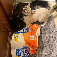 Bruce Wayne is registered to the contest to win money with this photo: cat, cats, black_cat, cream_cat, bathroom, rug, toilet_paper, packaging, floor, pet, feline, indoor, playful, open_mouth, fur, collar, domestic_animal, animal, two_animals, home