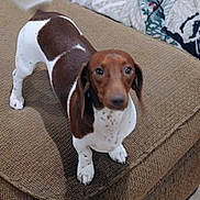 Bayley is registered to the contest to win money with this photo: animal, blanket, brown_and_white, canine, companion, cozy, curious, cute, dachshund, dog, domestic, floor, furniture, indoor, looking_up, ottoman, patterned, pet, small_dog, standing