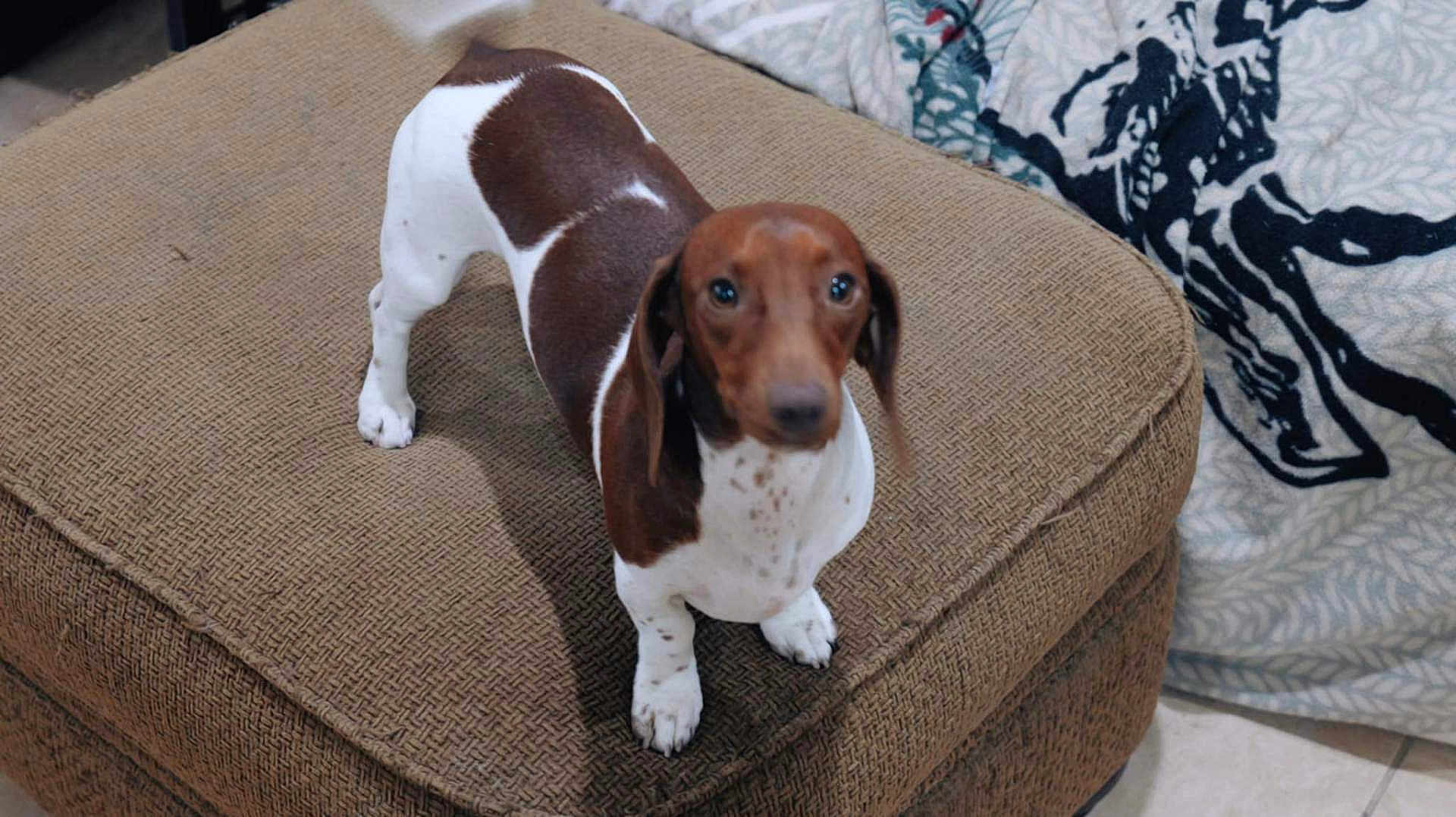 Bayley is registered to the contest to win money with this photo: animal, blanket, brown_and_white, canine, companion, cozy, curious, cute, dachshund, dog, domestic, floor, furniture, indoor, looking_up, ottoman, patterned, pet, small_dog, standing