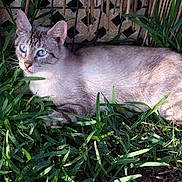 Kiara joined the competition — help win amazing prizes! asian, australian_mist, carnivore, cat, domestic_short_haired_cat, european_shorthair, felidae, german_rex, grass, kitten, mammal, plant, singapura, small_to_medium_sized_cats, tabby_cat, vertebrate, whiskers, wild_cat