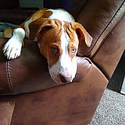 Baby is registered to the contest to win money with this photo: braque_saint_germain, brittany, canidae, carnivore, companion_dog, dog, dog_breed, ear, fawn, harrier, hound, mammal, plummer_terrier, posavac_hound, snout, sporting_group, vertebrate