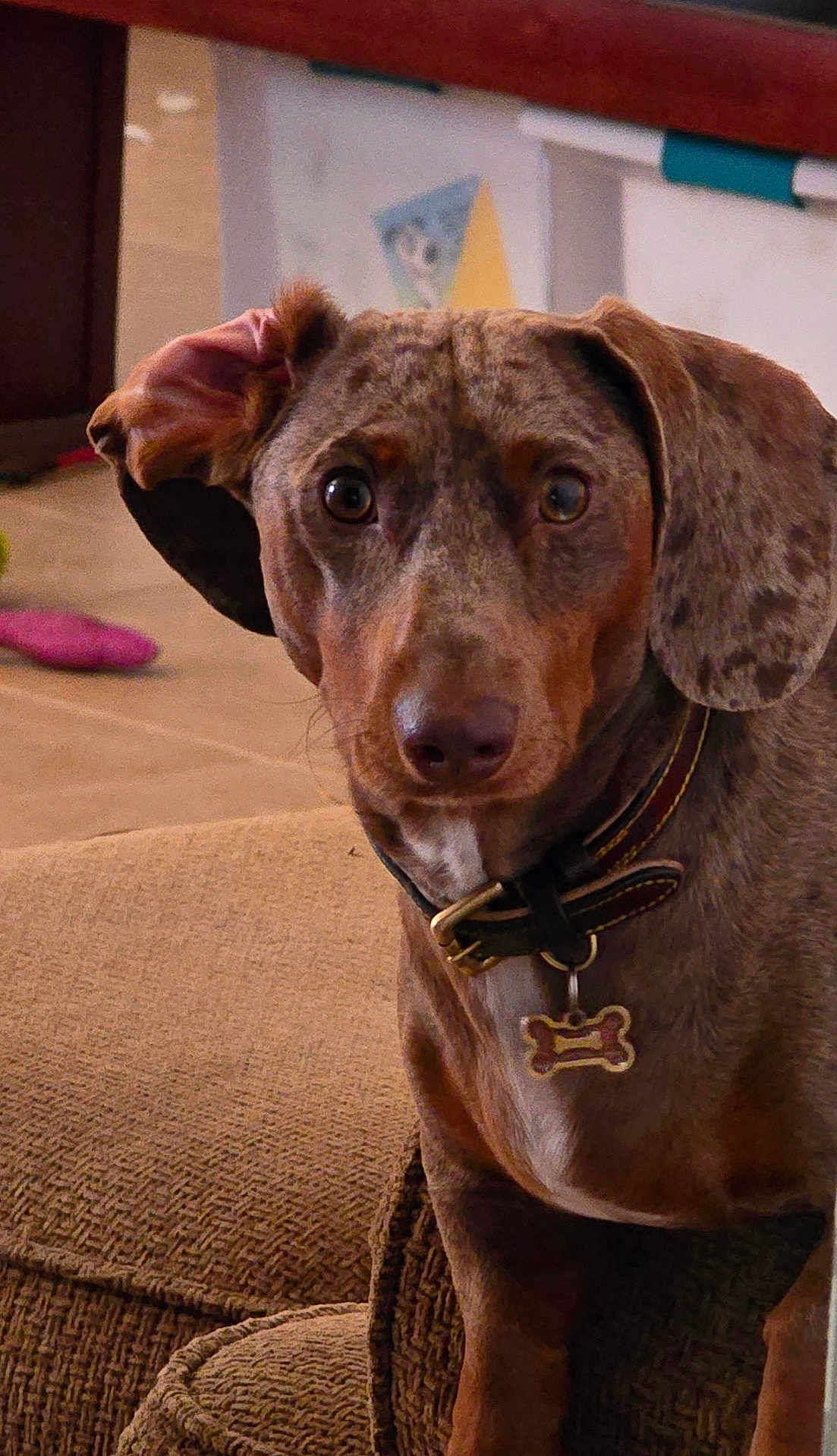 Bentley joined the competition — help win amazing prizes! dog, dachshund, pet, indoor, couch, collar, brown, speckled, ears, curious, animal, domestic, furniture, closeup, portrait, looking, alert, tag, bone, texture
