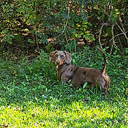 Bentley joined the competition — help win amazing prizes! dog, dachshund, outdoor, grass, greenery, plants, nature, pet, animal, leaf, sunlight, garden, canine, mammal, fur, collar, alert, standing, backyard, adventure