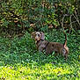 dog, dachshund, outdoor, grass, greenery, plants, nature, pet, animal, leaf, sunlight, garden, canine, mammal, fur, collar, alert, standing, backyard, adventure