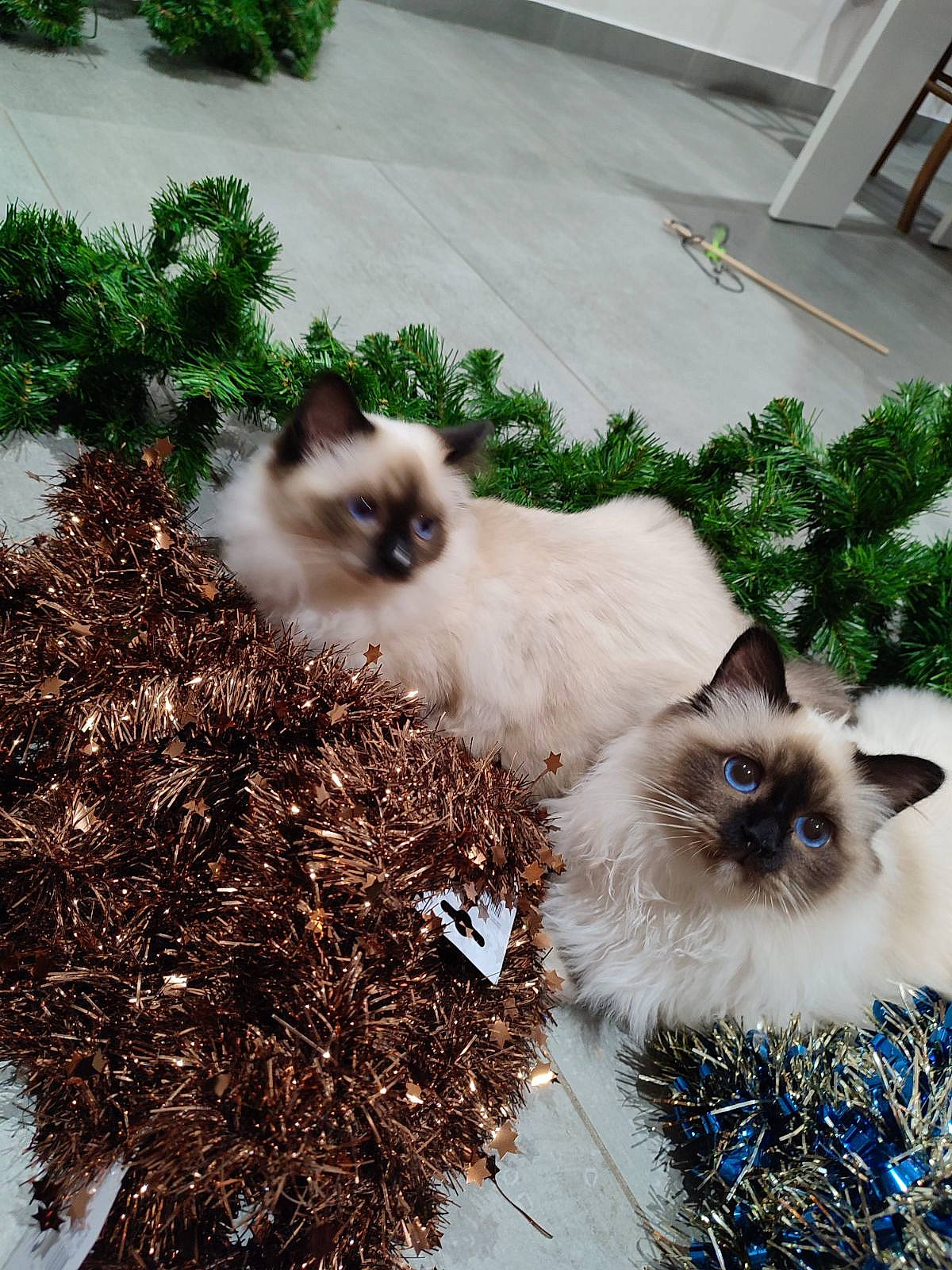 Ugo a rejoint le concours — aidez-le/la à gagner de superbes lots ! balinese, birman, carnivore, cat, fawn, felidae, fur, grass, groundcover, iris, mammal, plant, siamese, small_to_medium_sized_cats, snapshot, snout, tail, terrestrial_animal, vertebrate, whiskers