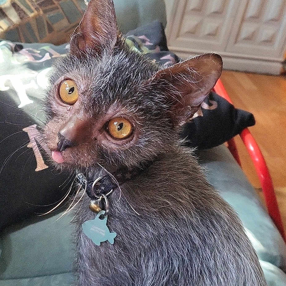 Lucifer