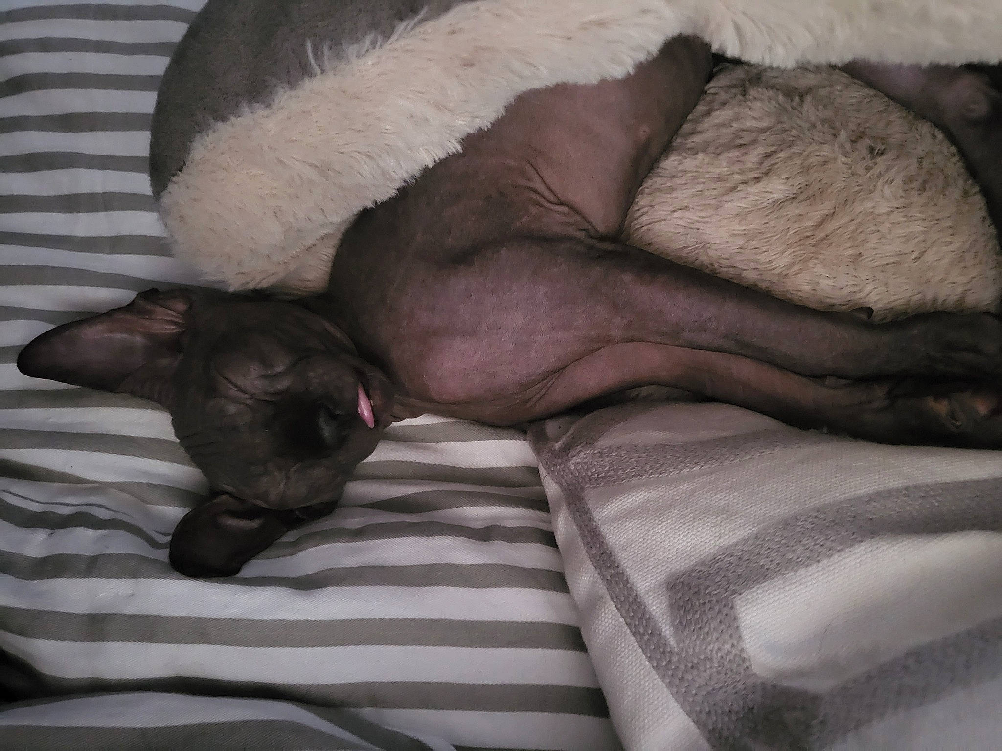 Cassius is registered to the contest to win money with this photo: carnivore, comfort, companion_dog, couch, dog, dog_breed, ear, fawn, felidae, fur, grey, human_leg, linens, paw, small_to_medium_sized_cats, snout, sporting_group, tail, terrestrial_animal, whiskers