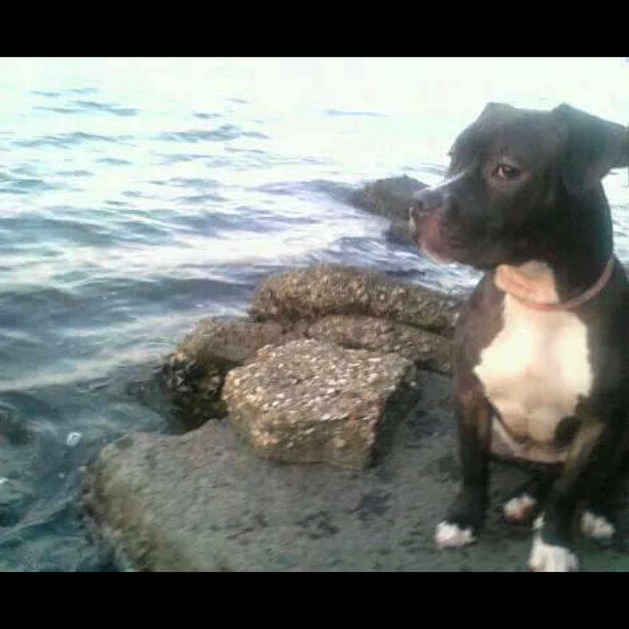 Bitty joined the competition — help win amazing prizes! animal, beach, bostonbull, bulldog, canine, coast, dog, face, head, nature, outdoors, person, pet, photography, portrait, puppy, rock, sea, shoreline, water