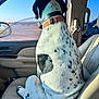 Toby joined the competition — help win amazing prizes! dog, car_interior, dog_collar, window, seat, spotted_dog, black_and_white, vehicle, desert, daytime, pet, animal, leather_seat, looking_out_window, collar, side_view, sunlight, outdoor_view, sitting, canine