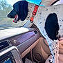 dog, car_interior, orange_collar, spotted_dog, passenger_seat, window, sunlight, dashboard, radio, seat, pet, animal, canine, happy, looking_out_window, tongue_out, leather_seat, plastic_bag, daytime, side_view