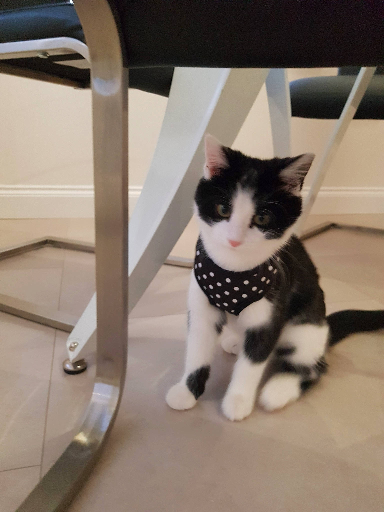 Panda joined the competition — help win amazing prizes! american_shorthair, black_and_white, carnivore, cat, domestic_short_haired_cat, ear, european_shorthair, eye, fawn, felidae, fur, kitten, leg, polydactyl_cat, small_to_medium_sized_cats, table, tail, whiskers