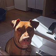 Lya a rejoint le concours — aidez-le/la à gagner de superbes lots ! dog, pit_bull_type, brown_dog, pet, animal, canine, portrait, sitting, indoors, kitchen, sunlight, collar, short_hair, face, eyes, ears, furniture, table, home, text_overlay