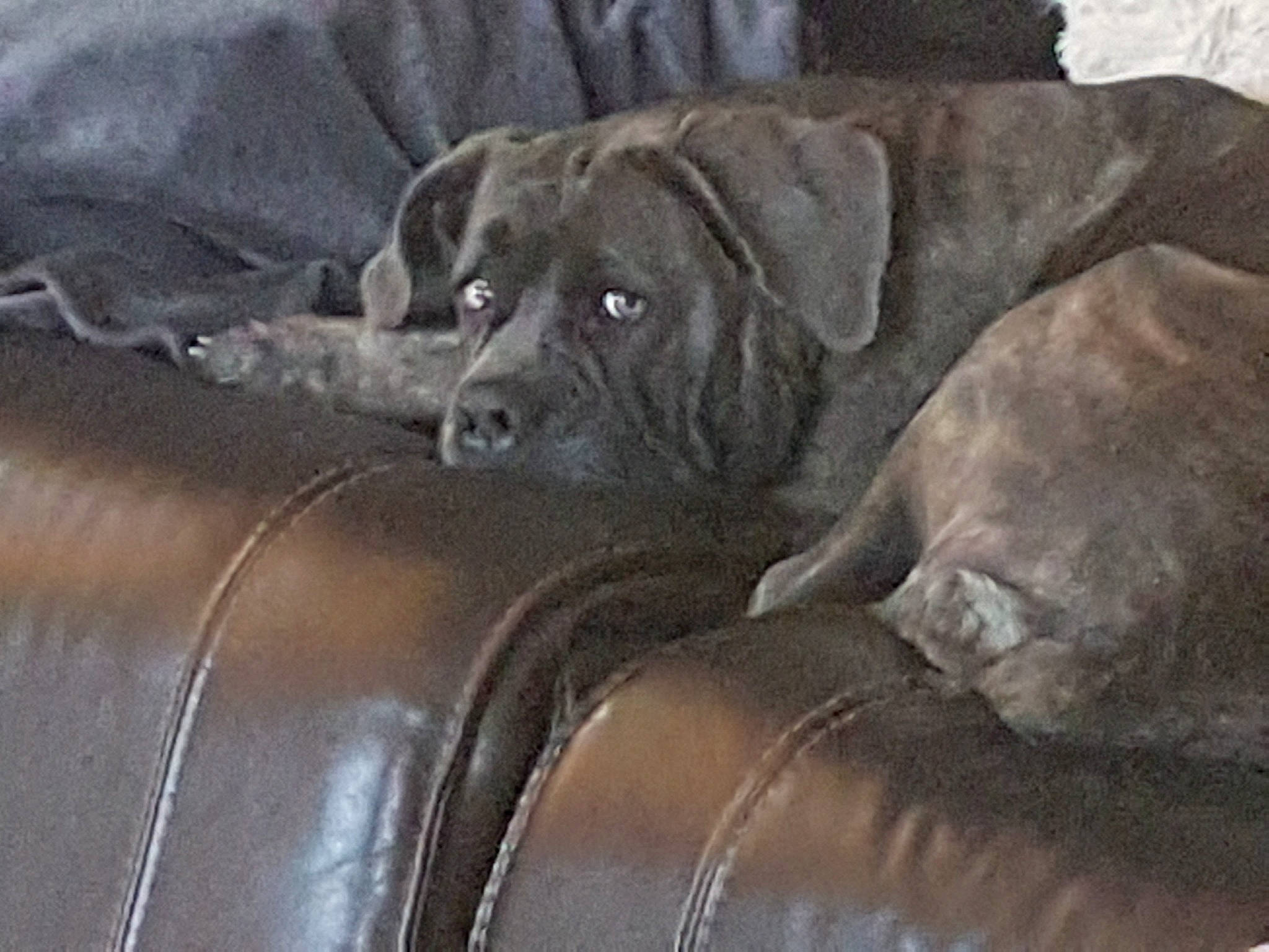 Liloo participe au concours pour gagner de l'argent avec cette photo : brown, carnivore, comfort, companion_dog, dog, dog_breed, fawn, fur, grey, guard_dog, gun_dog, liver, personal_luxury_car, sporting_group, terrestrial_animal, tints_and_shades, vehicle, working_animal