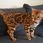 Angelo participe au concours pour gagner de l'argent avec cette photo : bengal_cat, cat, pet, animal, feline, striped, spotted, couch, indoor, domestic_cat, brown, orange, whiskers, ears, alert, fur, four_legs, tail, eyes, curious