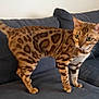 bengal_cat, cat, pet, animal, feline, striped, spotted, couch, indoor, domestic_cat, brown, orange, whiskers, ears, alert, fur, four_legs, tail, eyes, curious