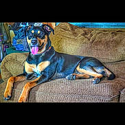 Roxie joined the competition — help win amazing prizes! dog, couch, indoor, pet, animal, brown, black, tongue_out, relaxed, canine, furniture, living_room, portrait, domestic, companion, laying_down, fur, ears, snout, paw