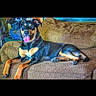 dog, couch, indoor, pet, animal, brown, black, tongue_out, relaxed, canine, furniture, living_room, portrait, domestic, companion, laying_down, fur, ears, snout, paw