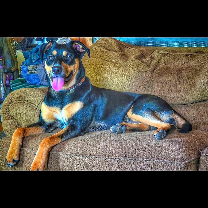Roxie