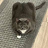 Mini is registered to the contest to win money with this photo: cat, gray_cat, white_paws, white_chest, loaf_position, indoor, rug, textured_rug, floor, wood_floor, pet, feline, whiskers, ears, tail, sitting, looking, domestic_cat, cozy, animal