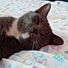 Mini is registered to the contest to win money with this photo: cat, sleeping, gray_cat, white_fur, bed, blanket, patterned_blanket, butterfly_pattern, indoor, pet, resting, fur, animal, cute, cozy, relaxed, whiskers, ear, closeup, domestic_cat