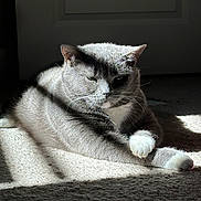 Mini is registered to the contest to win money with this photo: cat, gray_cat, white_paws, sunlight, shadow, carpet, indoor, relaxed, pet, animal, feline, resting, cozy, soft_light, home, quiet, calm, whiskers, ears, paws