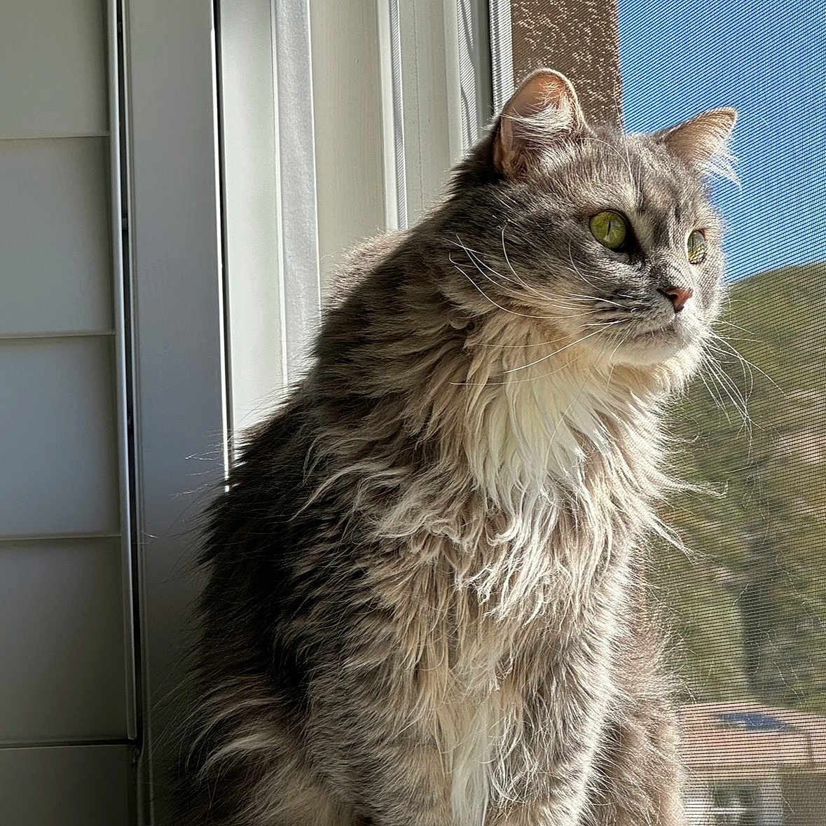 Lacey