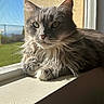 cat, fluffy, gray_cat, windowsill, sunlight, natural_light, indoor, window_screen, green_lawn, blue_sky, relaxed, pet, whiskers, fur, animal, closeup, portrait, domestic_cat, resting, serene