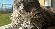 Lacey joined the competition — help win amazing prizes! cat, fluffy, gray, windowsill, sunlight, window_screen, greenery, outdoor, pet, feline, whiskers, relaxed, closeup, daylight, indoor, portrait, animal, home, nature, calm