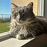 cat, fluffy, gray, windowsill, sunlight, window_screen, greenery, outdoor, pet, feline, whiskers, relaxed, closeup, daylight, indoor, portrait, animal, home, nature, calm