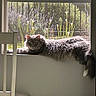 cat, windowsill, chair, indoor, sunlight, fluffy, gray_cat, window, plants, flowers, nature, furniture, relaxing, daylight, pet, domestic, cozy, resting, long_hair, calm