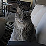 cat, gray_cat, green_eyes, fluffy, outdoor, patio, chair, cushion, furniture, table, hot_tub, fence, curious, pet, domestic_animal, whiskers, nose, ears, fur, relaxed