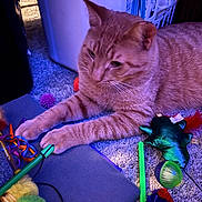 Hercules joined the competition — help win amazing prizes! animal, ball, carpet, cat, closeup, colorful, domestic_cat, feline, floor, household, indoor, orange_tabby, paw, pet, playful, purple_light, relaxed, stuffed_toy, toys, whiskers