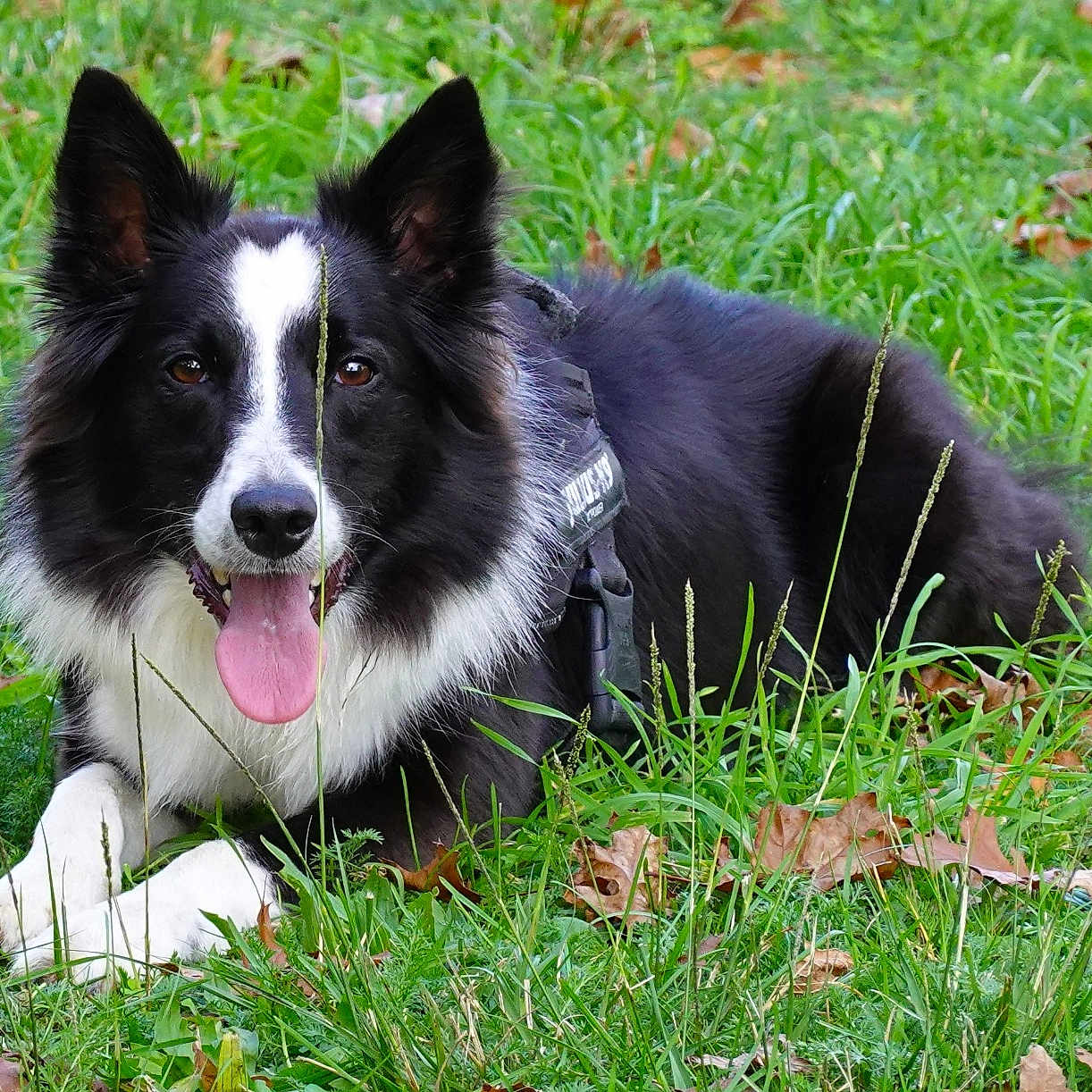 Sunday participe au concours pour gagner de l'argent avec cette photo : animal, bear, bodypart, canine, collie, dog, field, grass, grassland, green, husky, lawn, mouth, nature, outdoors, person, pet, plant, puppy, tongue