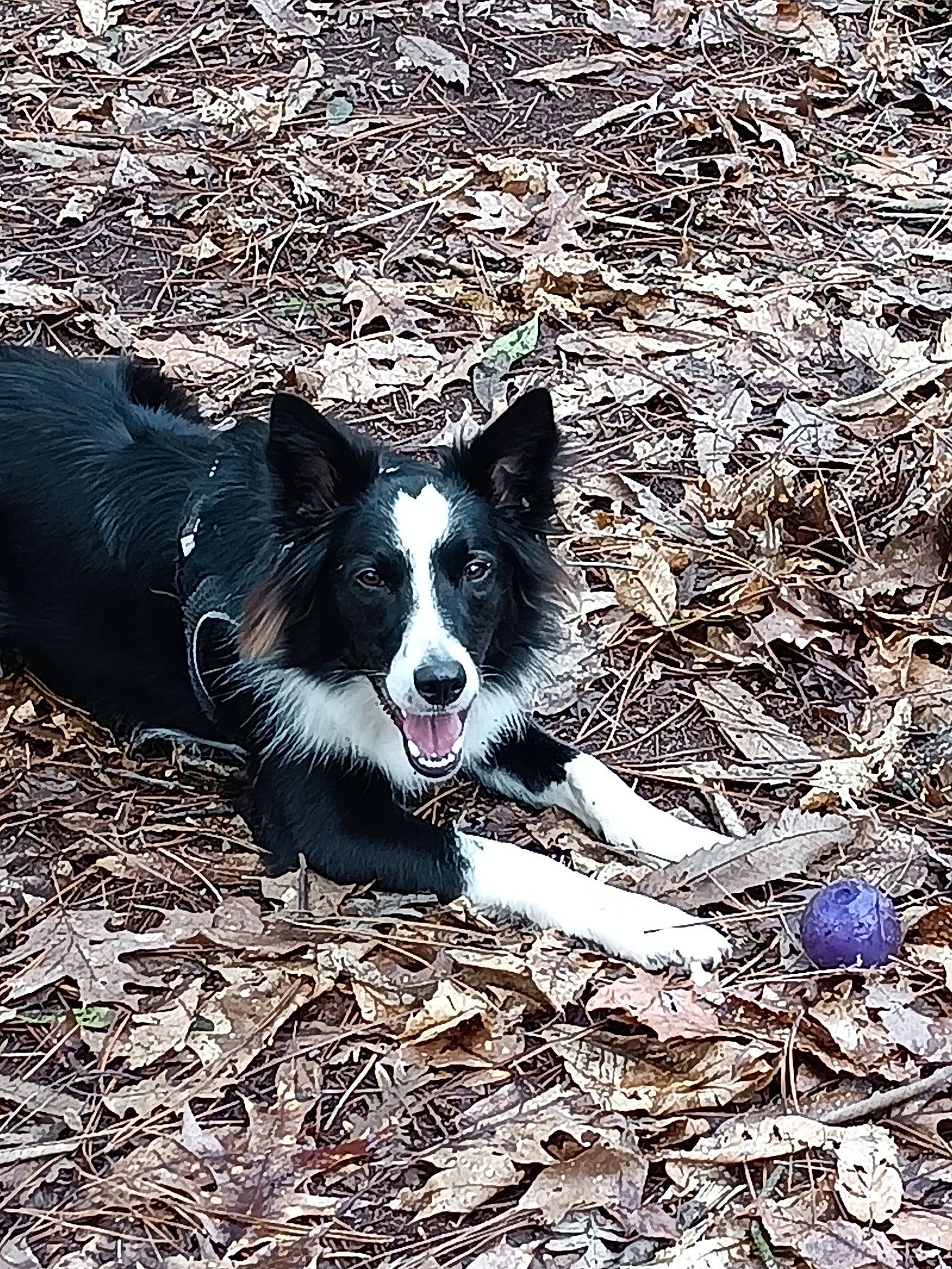 Sunday a rejoint le concours — aidez-le/la à gagner de superbes lots ! art, ball, canidae, carmine, carnivore, companion_dog, dog, dog_breed, grass, herding_dog, mcnab, snout, soil, sporting_group, tail, terrestrial_animal, tints_and_shades, whiskers, working_animal, working_dog