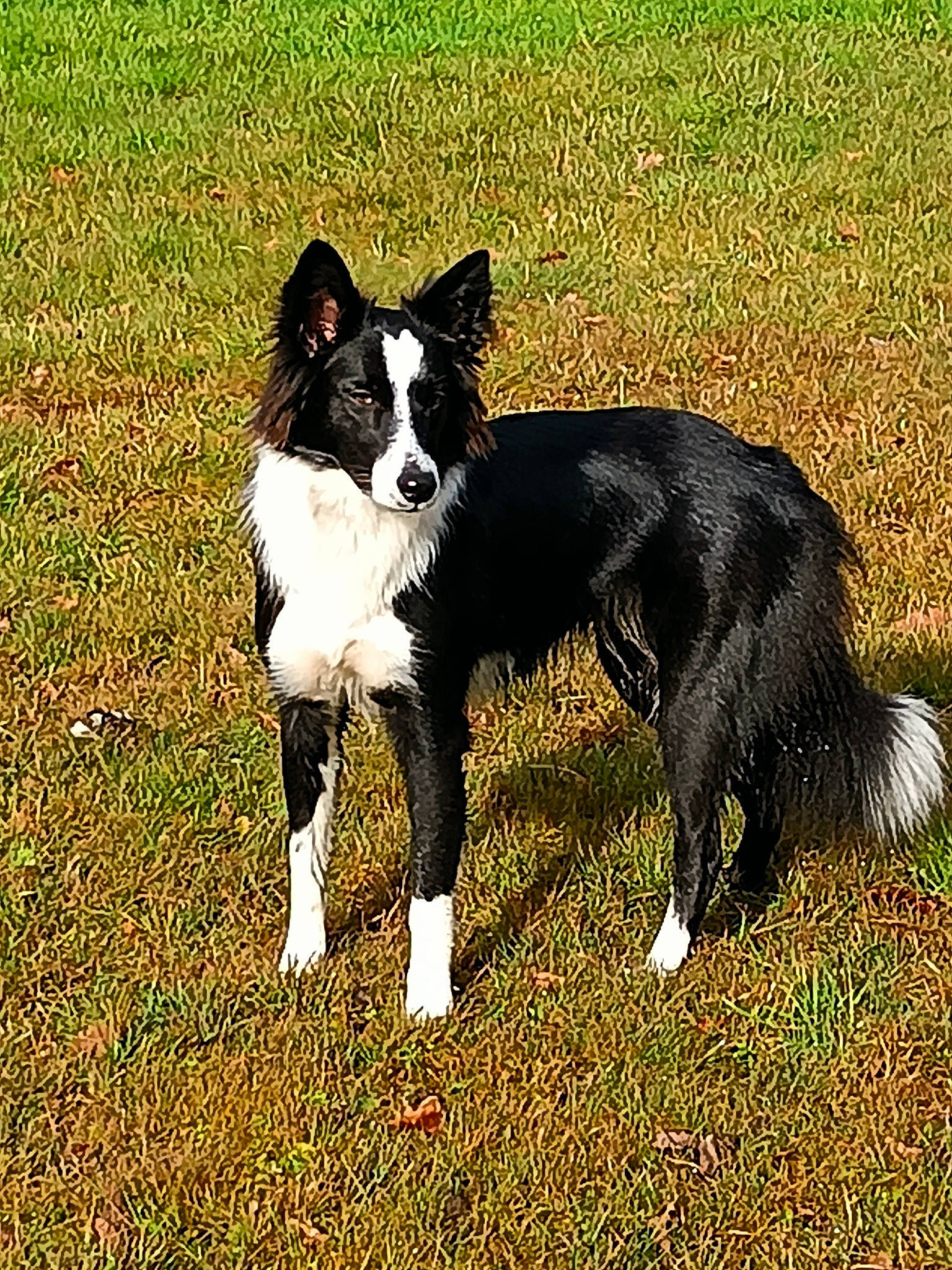 Sunday a rejoint le concours — aidez-le/la à gagner de superbes lots ! australian_collie, canidae, carnivore, companion_dog, dog, dog_breed, grass, herding_dog, hunting_dog, mcnab, plant, russo_european_laika, sporting_group, tail, terrestrial_animal, working_animal, working_dog