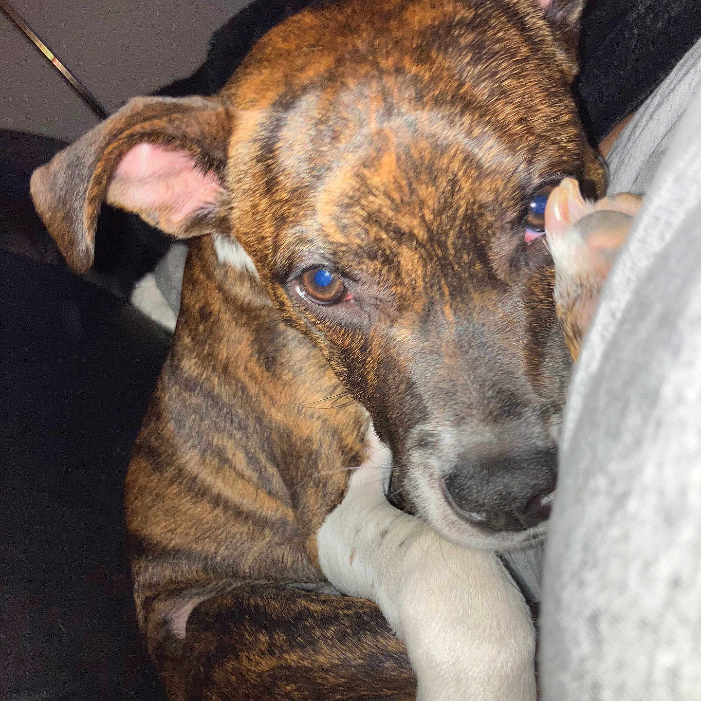 Demon joined the competition — help win amazing prizes! dog, brindle, close_up, paw, indoor, pet, animal, snuggling, cozy, brown, white, ears, fur, face, looking, cute, companion, portrait, resting, domestic