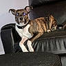 Demon joined the competition — help win amazing prizes! dog, brindle, pet, indoor, leather_chair, animal, canine, resting, furniture, collar, home, domestic_animal, looking, alert, seated, paw, black, brown, white, flash