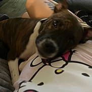 Demon is registered to the contest to win money with this photo: dog, brindle, resting, indoors, person, hello_kitty, shirt, tattoo, leg, couch, casual, relaxing, pet, companion, cozy, blurred, close_up, home, comfort, animal