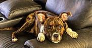 Demon is registered to the contest to win money with this photo: dog, brindle, leather_couch, pet, indoors, relaxed, animal, canine, fur, ears, paws, snout, resting, looking, comfort, home, sofa, brown, white, collar