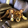 dog, brindle, leather_couch, pet, indoors, relaxed, animal, canine, fur, ears, paws, snout, resting, looking, comfort, home, sofa, brown, white, collar