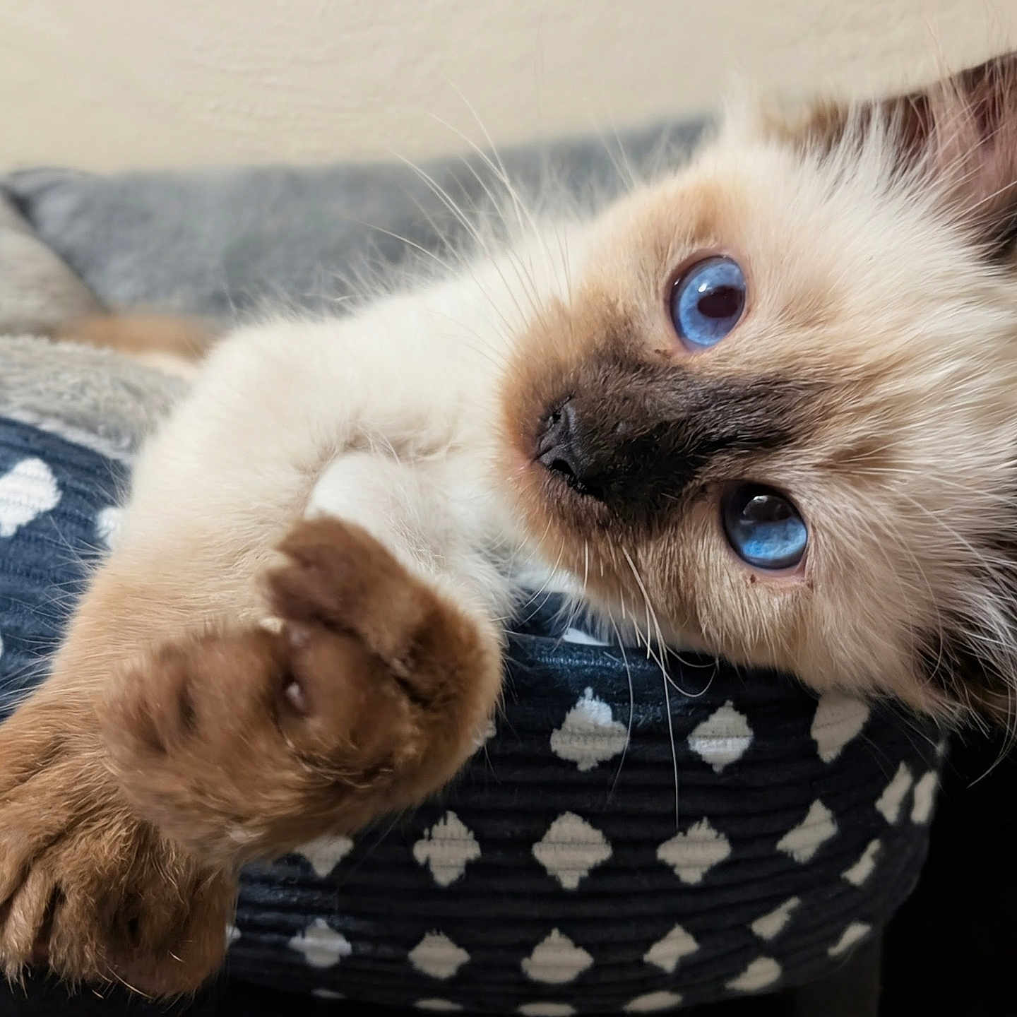 Jax Centofanti is registered to the contest to win money with this photo: animal, blue_eyes, cat, close_up, cozy, cute, domestic, feline, fur, indoor, kitten, patterned, paws, pet_bed, relaxed, resting, siamese, soft, whiskers, young