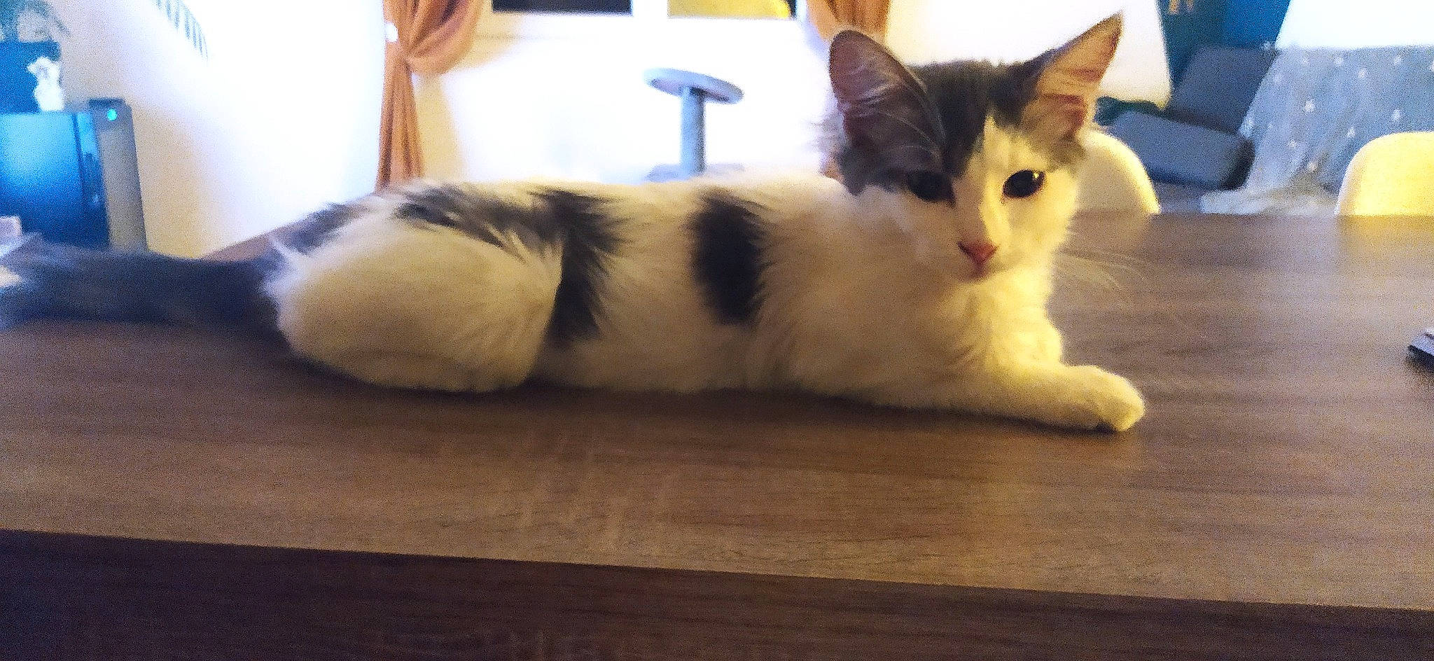 Nuggets participe au concours pour gagner de l'argent avec cette photo : carnivore, cat, claw, comfort, domestic_short_haired_cat, felidae, flooring, foot, fur, hardwood, paw, small_to_medium_sized_cats, snout, tail, whiskers, wood, wood_flooring